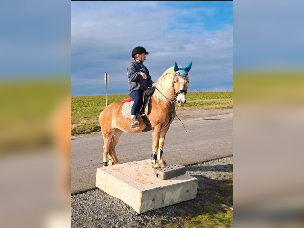 Haflinger Jument 4 Ans 145 cm in Cr&#xF6;lpa-L&#xF6;bsch&#xFC;tz
