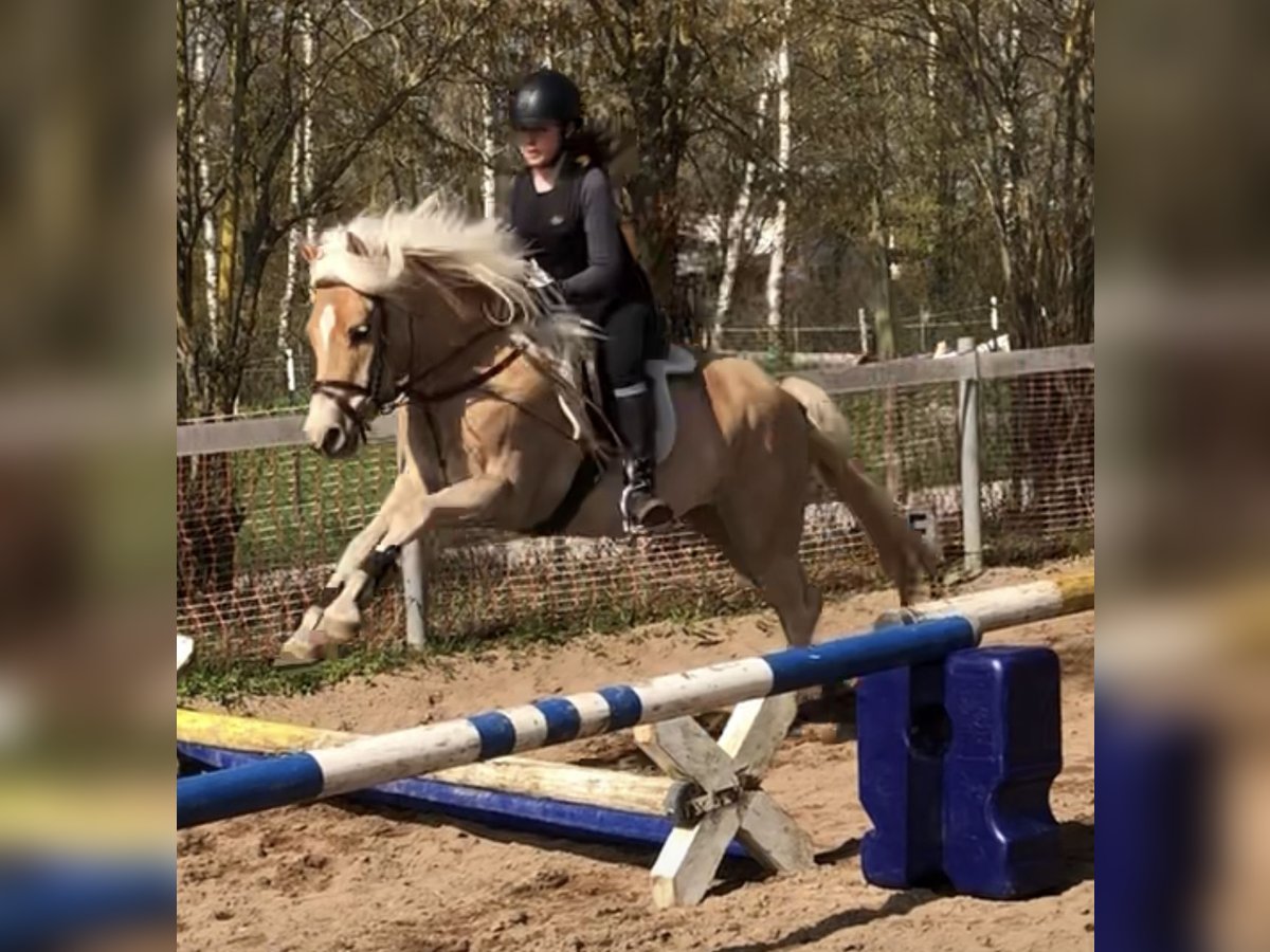 Haflinger Jument 4 Ans 146 cm Alezan in Mainbernheim