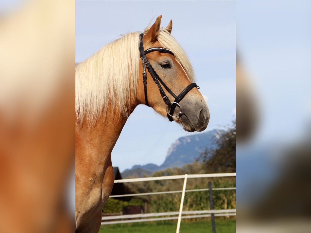 Haflinger Jument 4 Ans 152 cm Alezan in Kirchbichl