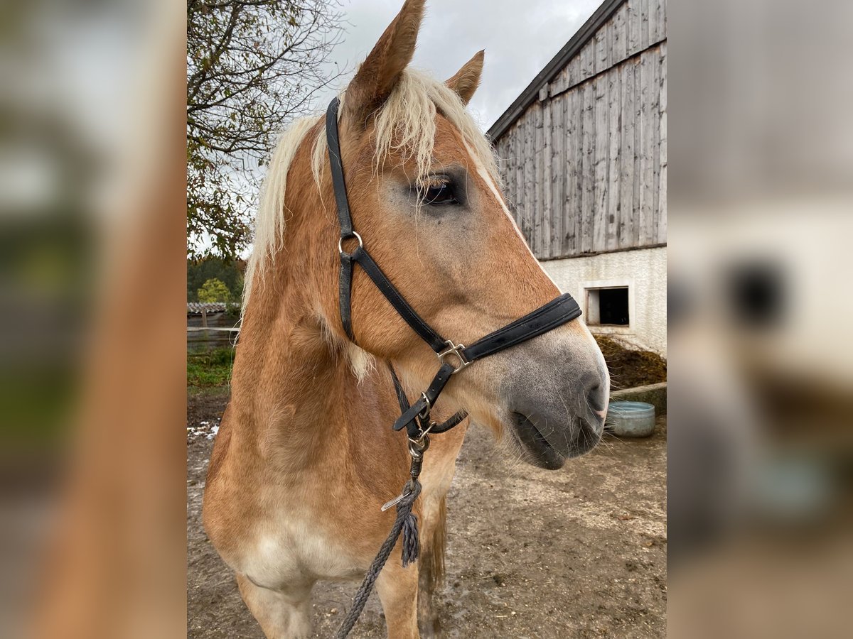 Haflinger Jument 4 Ans 160 cm Bai clair in Großgmain