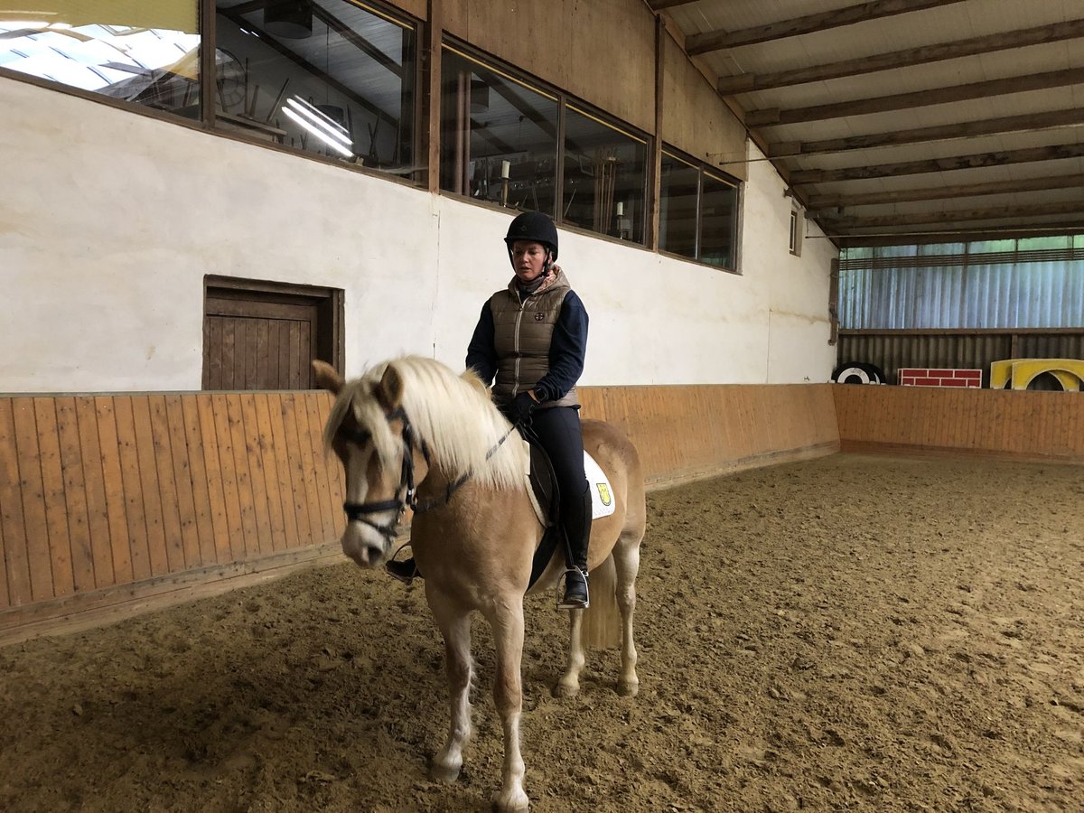 Haflinger Jument 5 Ans 149 cm in Rosenthal