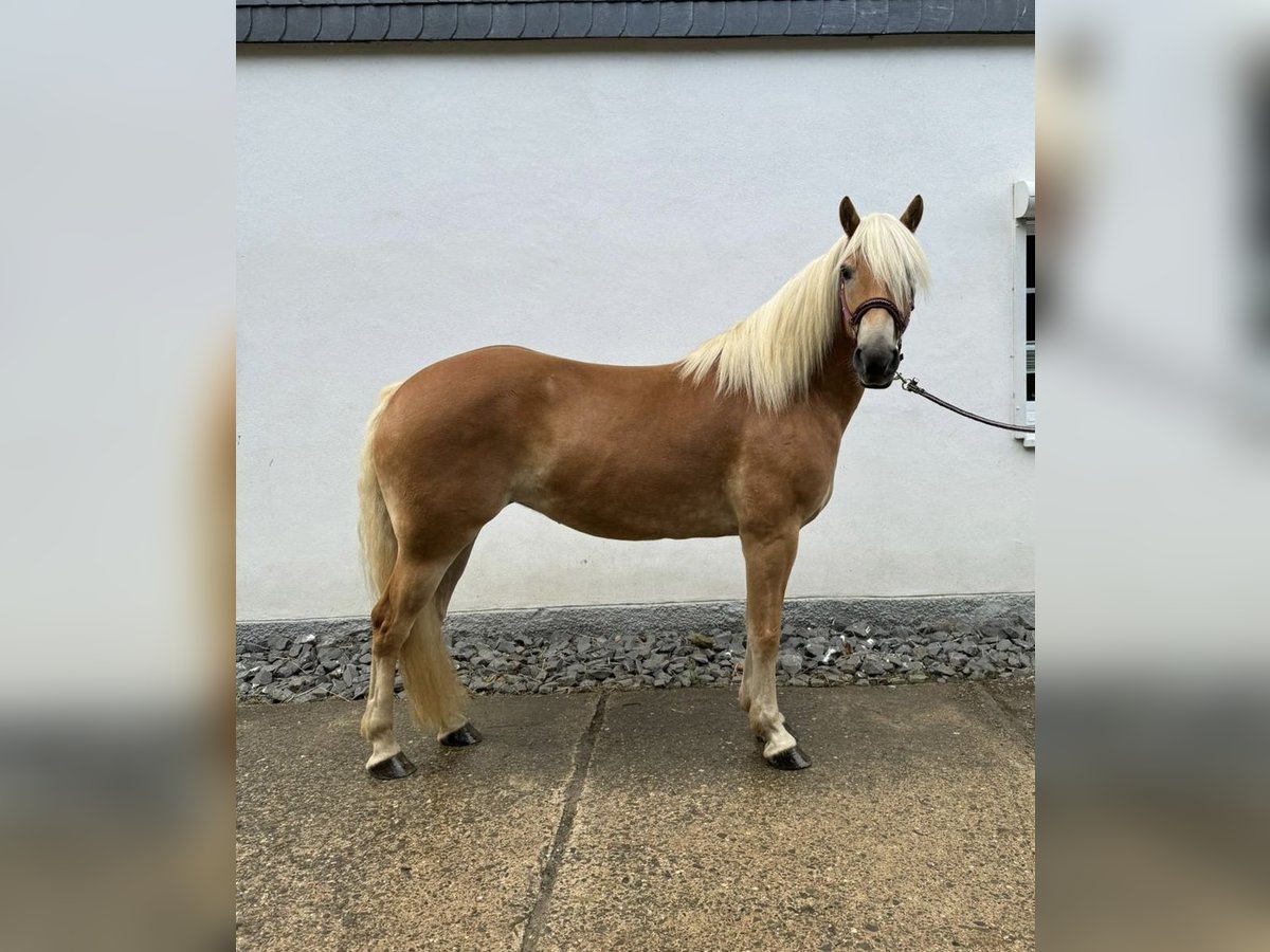 Haflinger Jument 5 Ans 150 cm Alezan in Overath