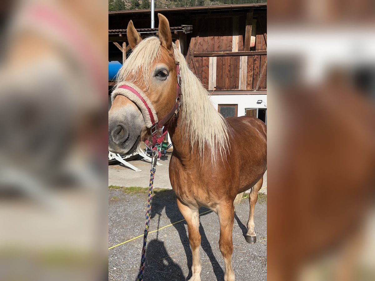 Haflinger Jument 5 Ans 152 cm Alezan in L&#xE4;ngenfeld