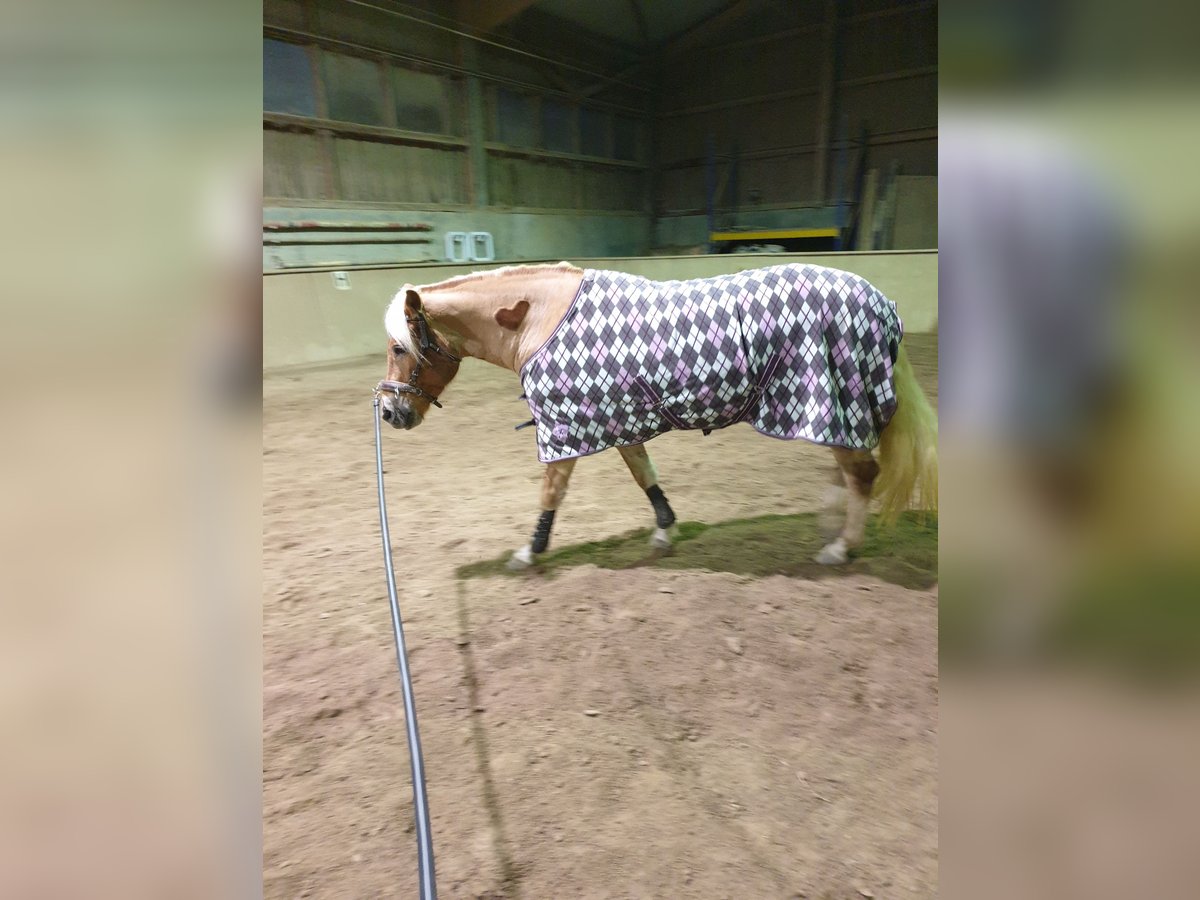 Haflinger Jument 5 Ans 152 cm in Diedorf