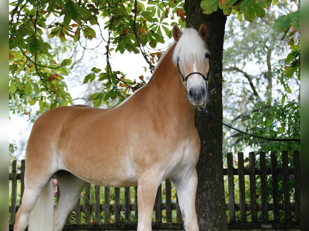 Haflinger Jument 5 Ans 153 cm Alezan in Leutershausen