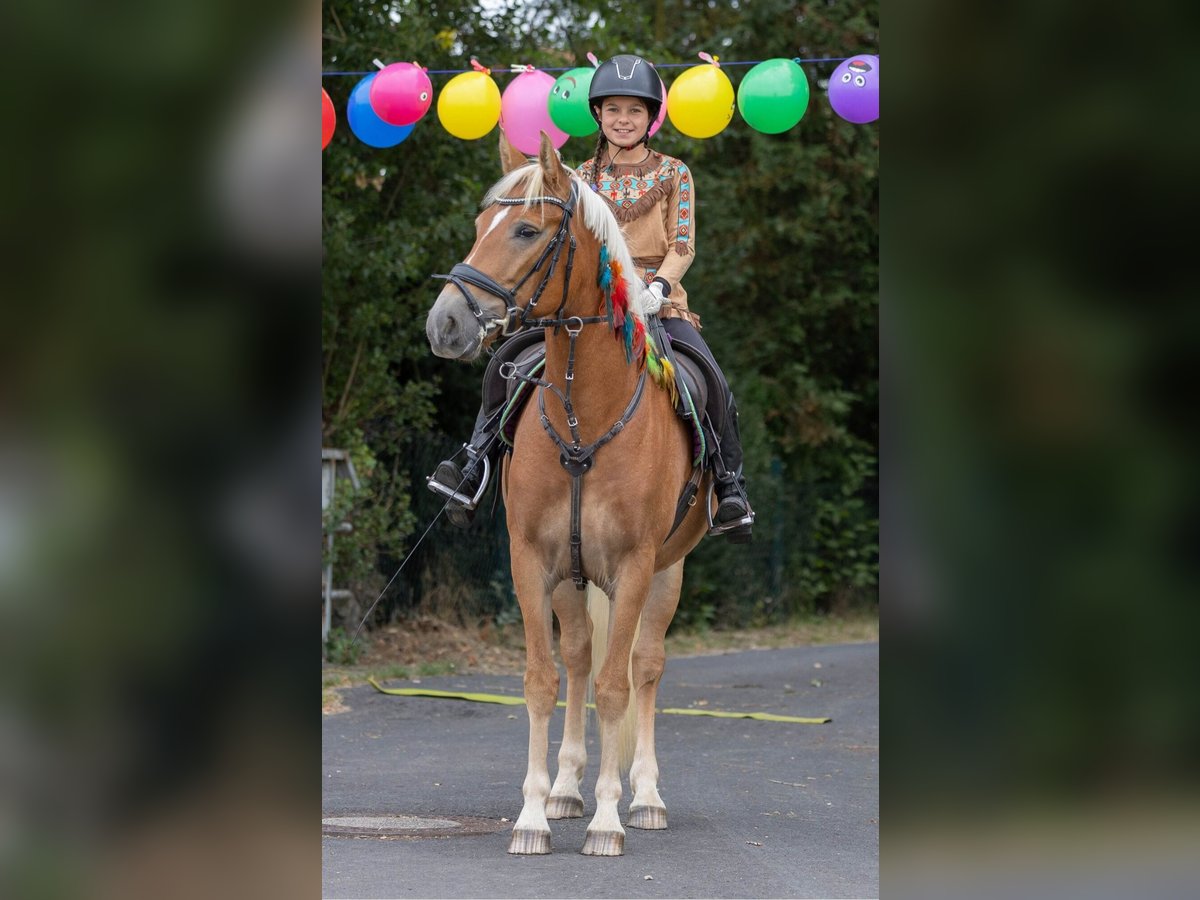 Haflinger Croisé Jument 6 Ans 145 cm in Eiterfeld