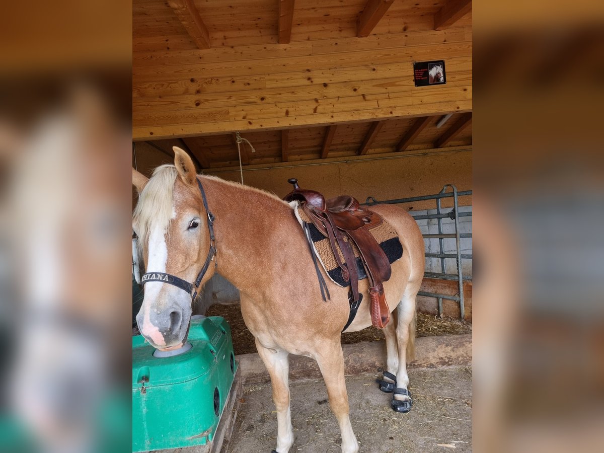 Haflinger Jument 6 Ans 150 cm in Burgistein