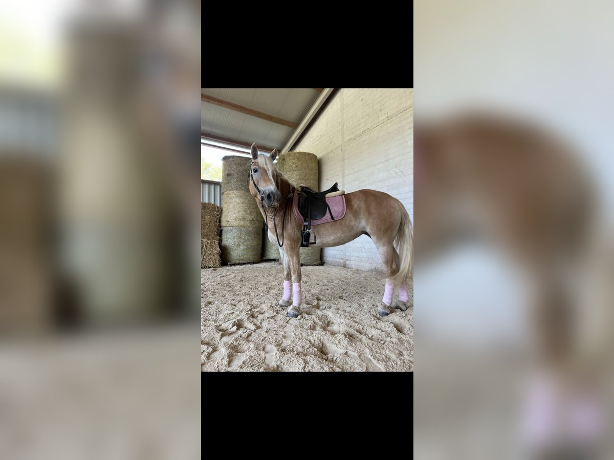 Haflinger Jument 6 Ans 154 cm Champagne in Wittlich