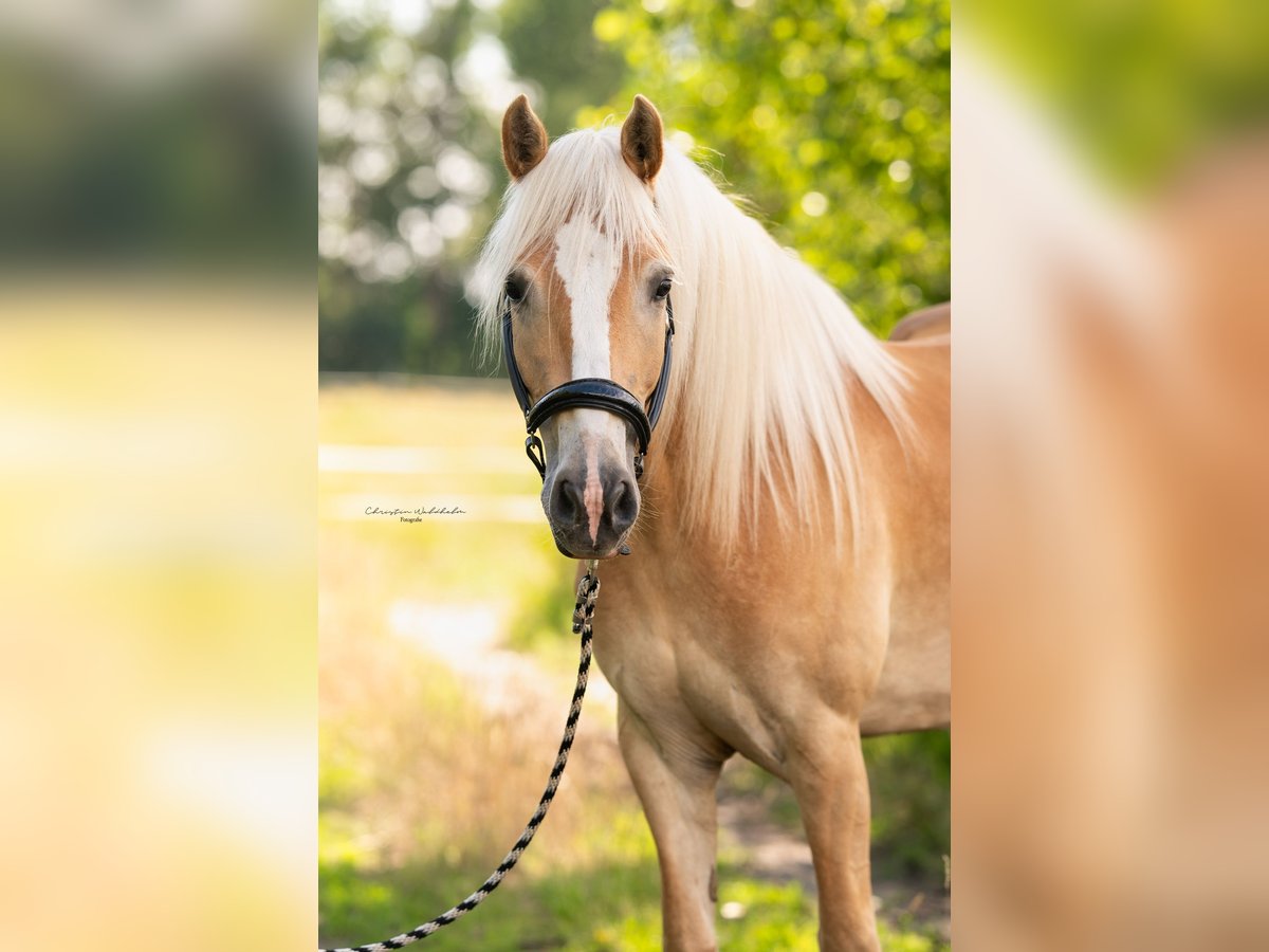Haflinger Jument 6 Ans 154 cm in Trebbin