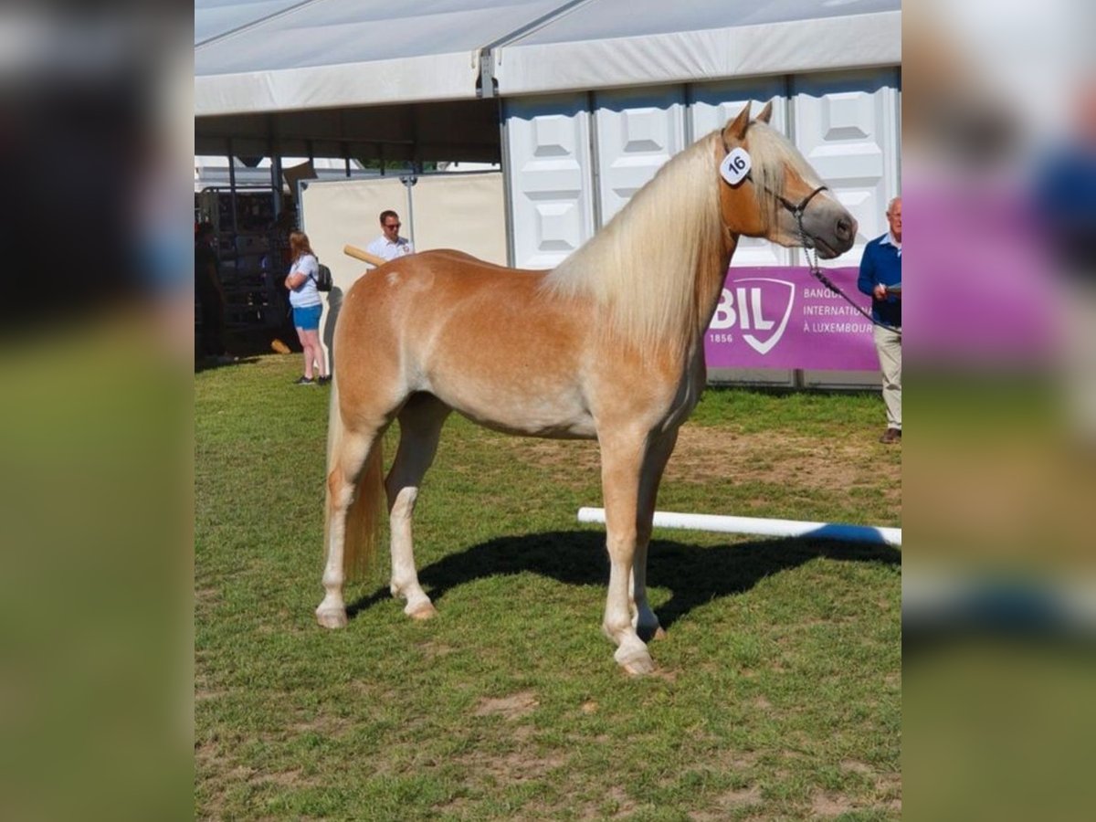 Haflinger Jument 6 Ans 155 cm Alezan in Berenbrock Haflinger Jument 6 Ans 155 cm Alezan in Berenbrock