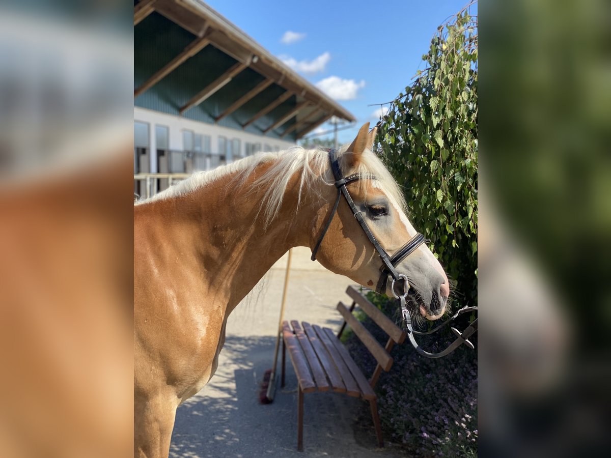 Haflinger Jument 6 Ans 155 cm Alezan in Iggingen