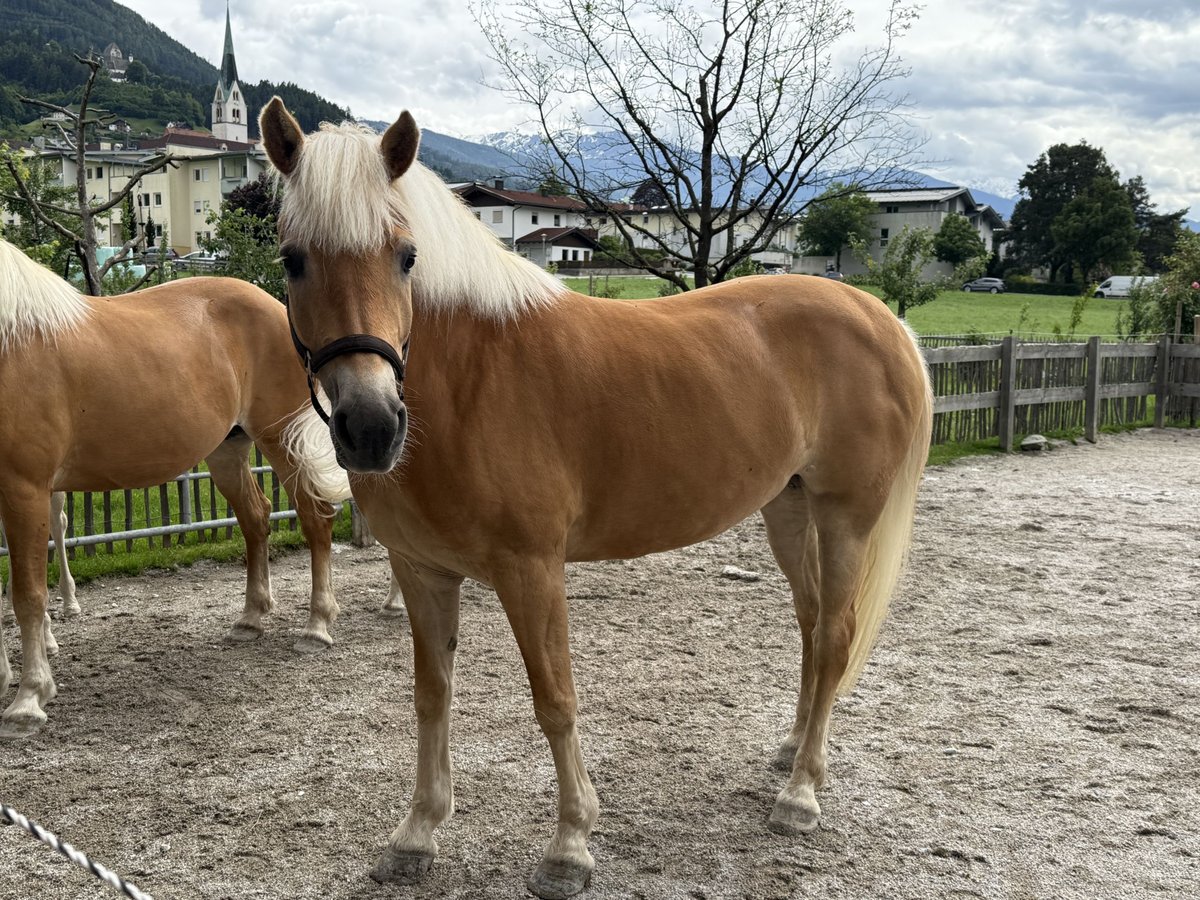 Haflinger Jument 6 Ans 155 cm Alezan cuivré in Schwaz