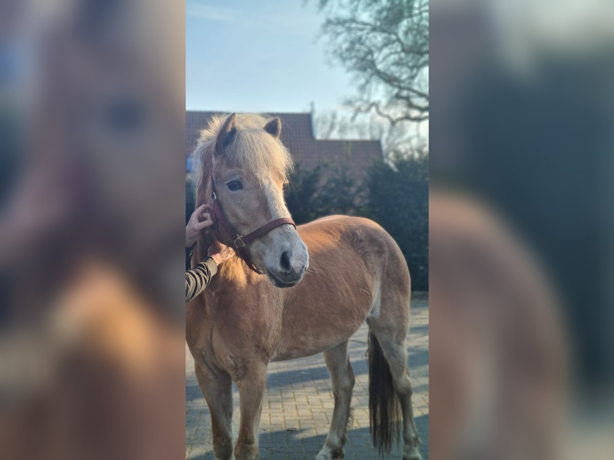 Haflinger Jument 6 Ans 155 cm Bai clair in collendoorn