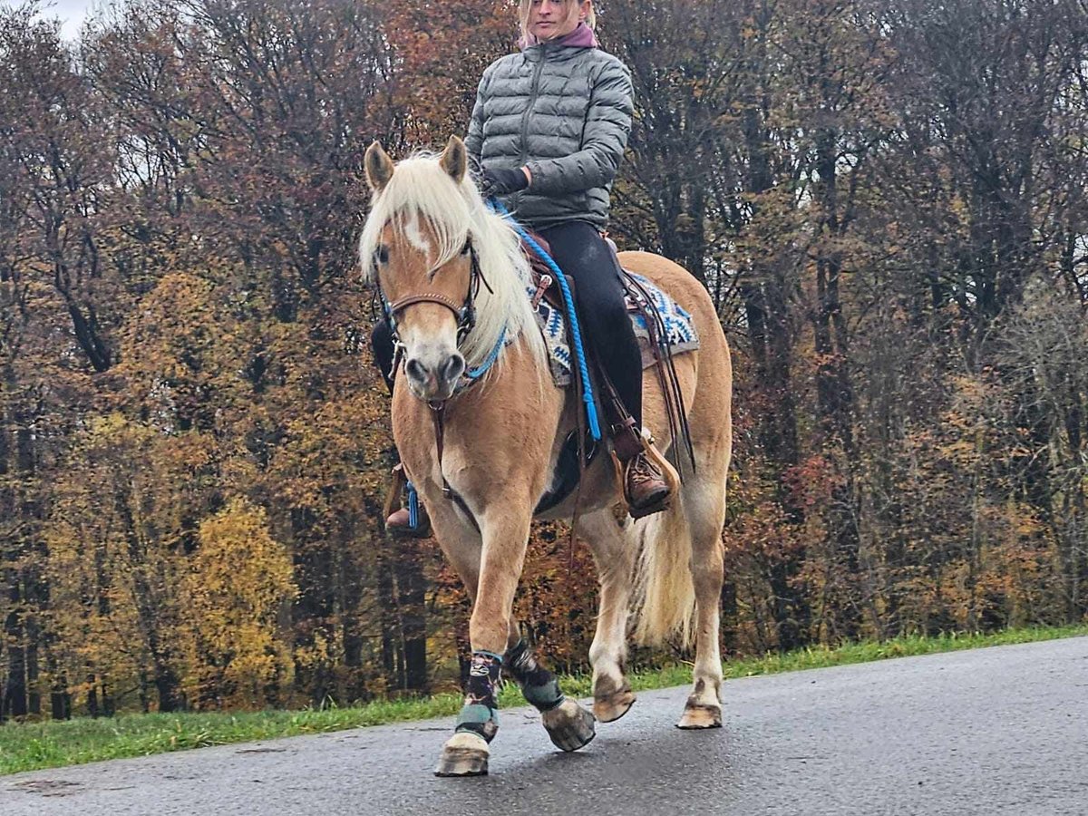 Haflinger Jument 7 Ans 145 cm Alezan in Linkenbach