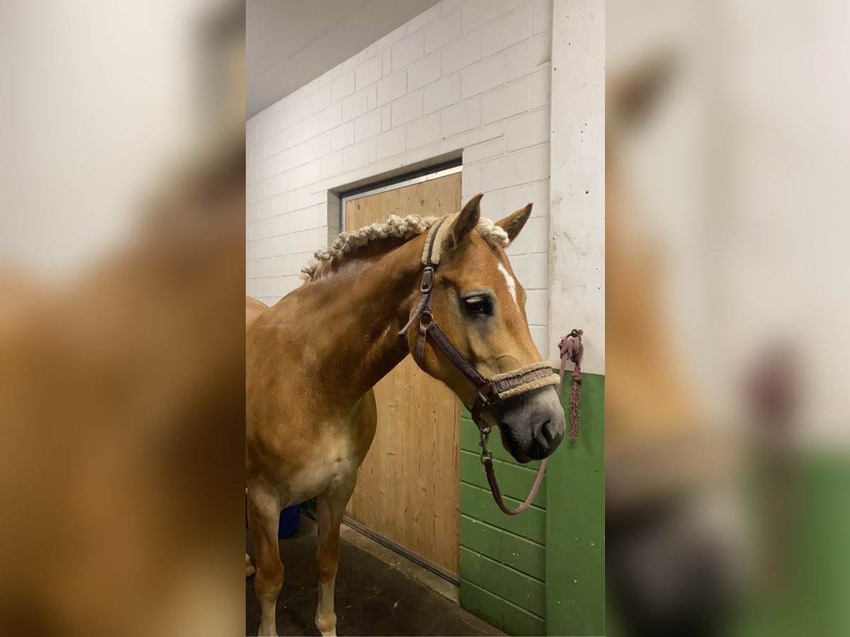 Haflinger Jument 7 Ans 155 cm Alezan in Oberbüren