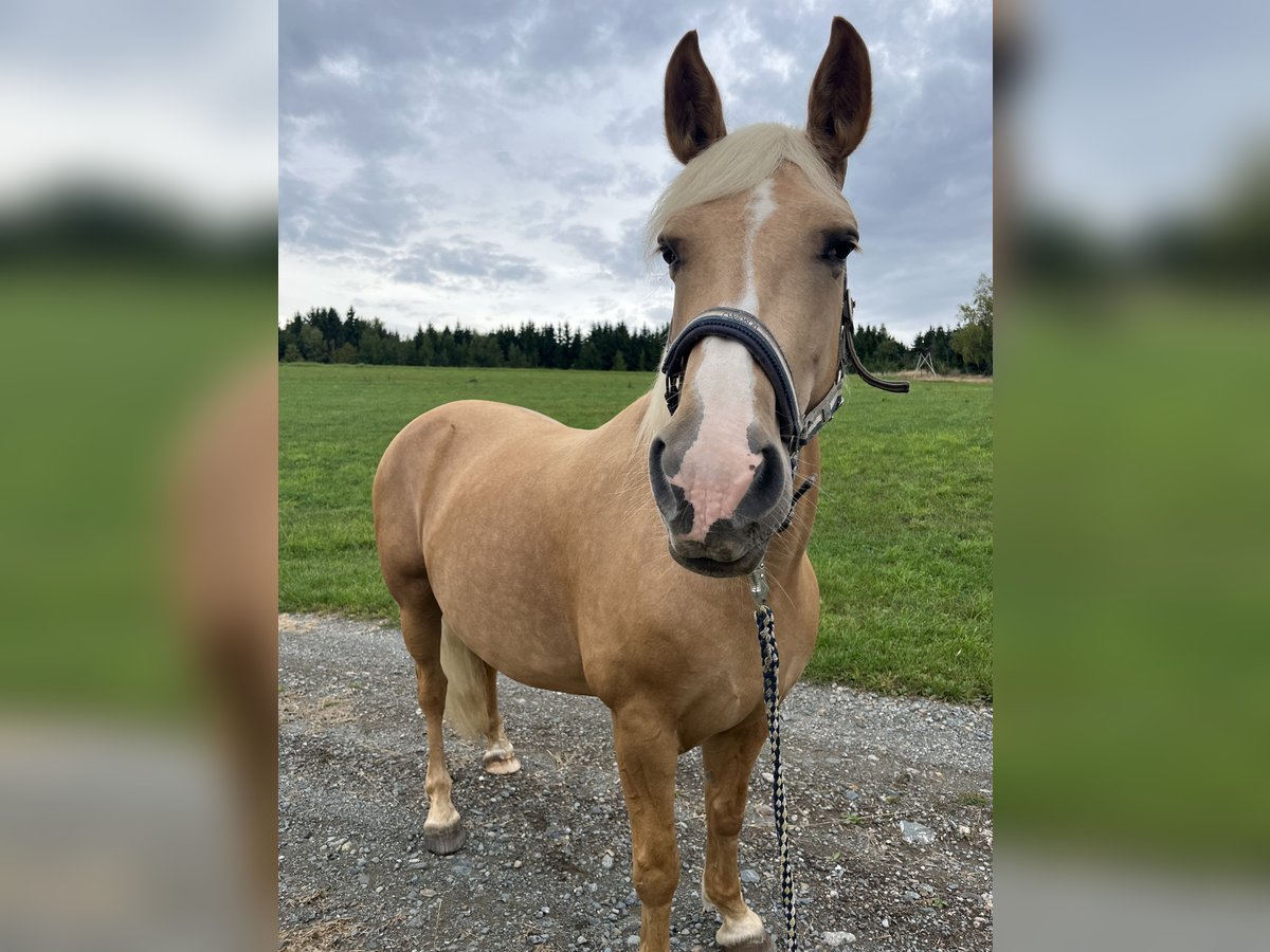 Haflinger Croisé Jument 7 Ans 156 cm Perle in Grafengehaig