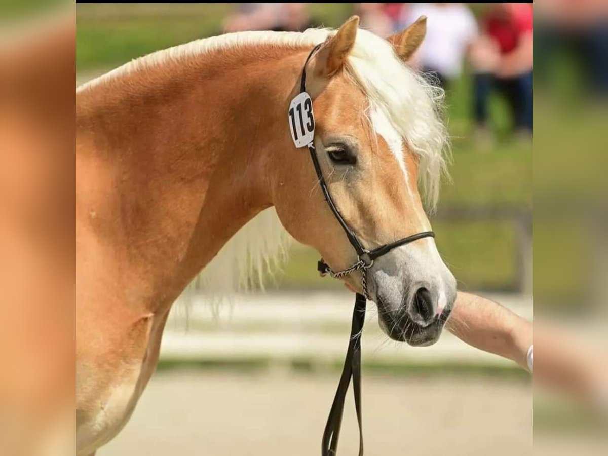 Haflinger Jument 7 Ans Alezan in St. Josef