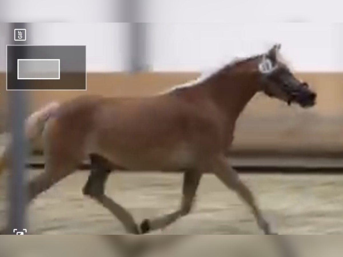 Haflinger Jument 8 Ans 146 cm in Bad Hall