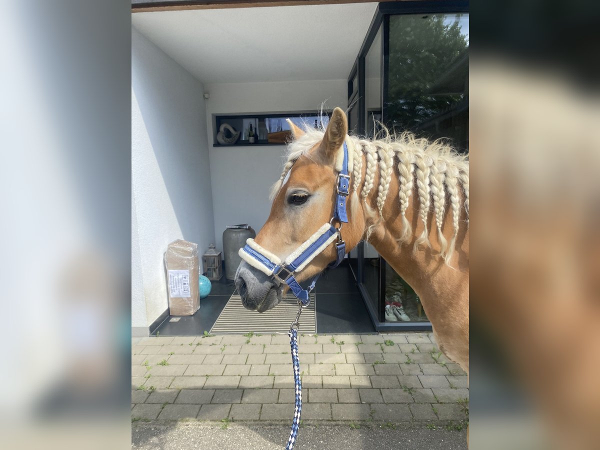 Haflinger Jument 8 Ans 147 cm Alezan in Wernberg