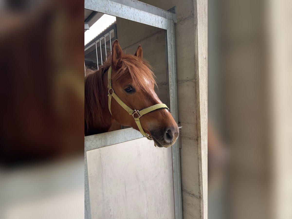 Haflinger Croisé Jument 8 Ans 150 cm Alezan in St.Andrä Haflinger Croisé Jument 8 Ans 150 cm Alezan in St.Andrä