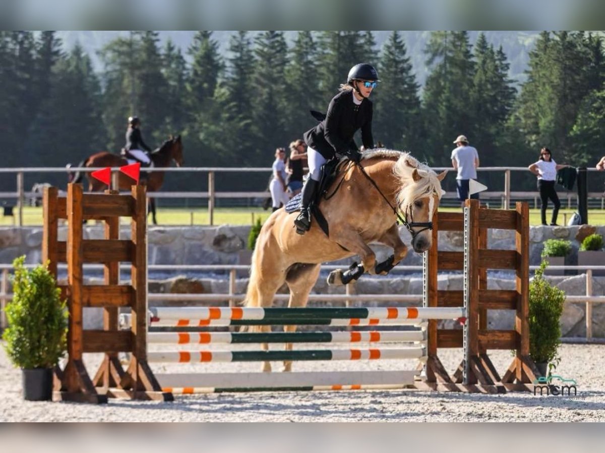 Haflinger Jument 8 Ans 152 cm Champagne in Schwoich