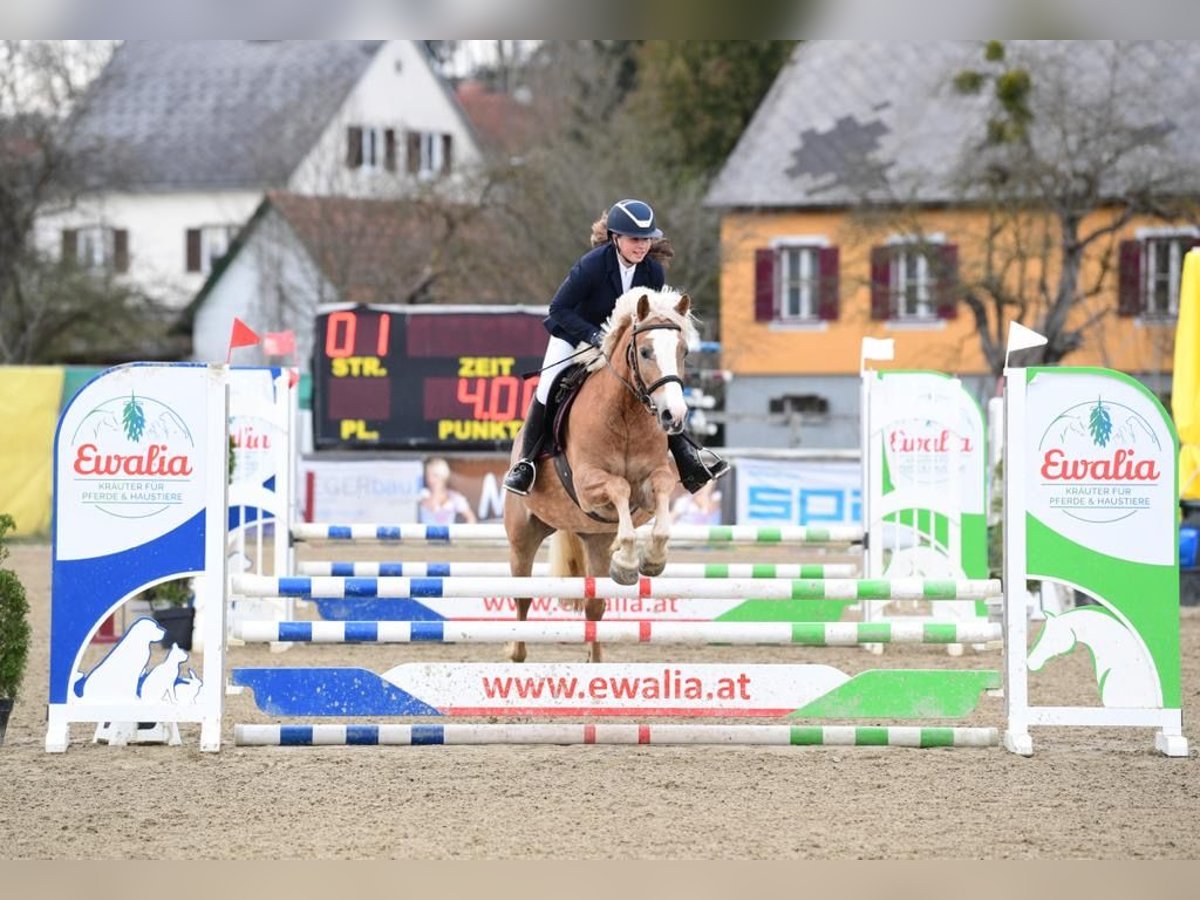 Haflinger Croisé Jument 8 Ans in Feldbach