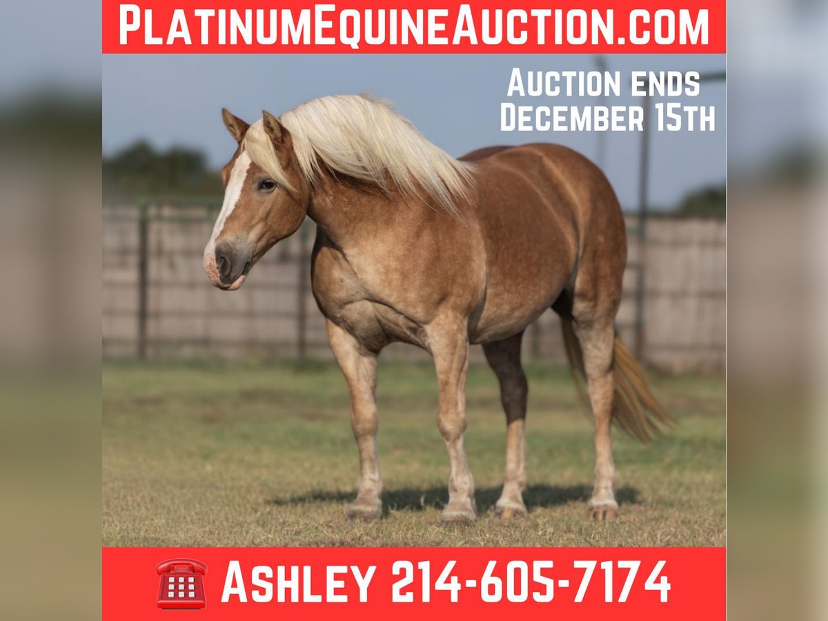 Haflinger Jument 9 Ans 142 cm Alezan brûlé in Weatherford TX