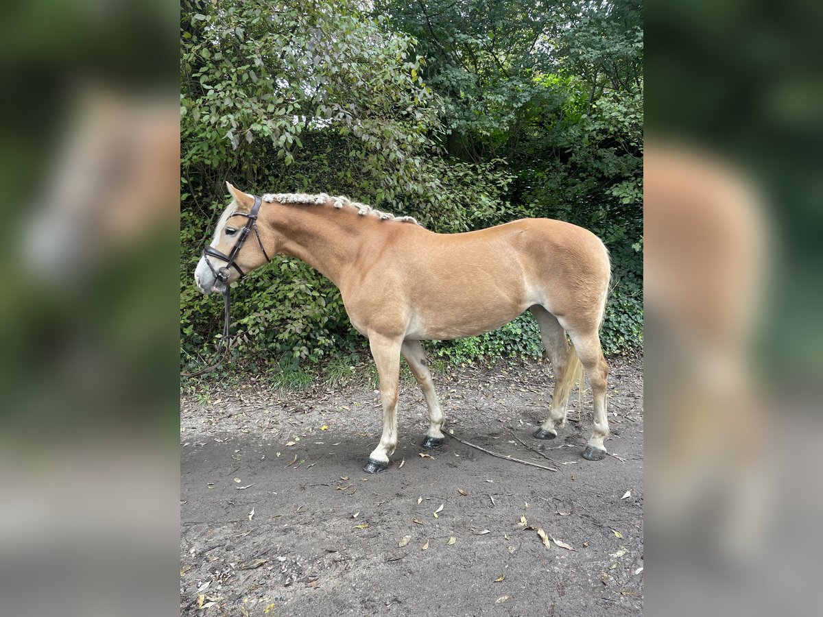 Haflinger Jument 9 Ans 146 cm Alezan in Oberhausen