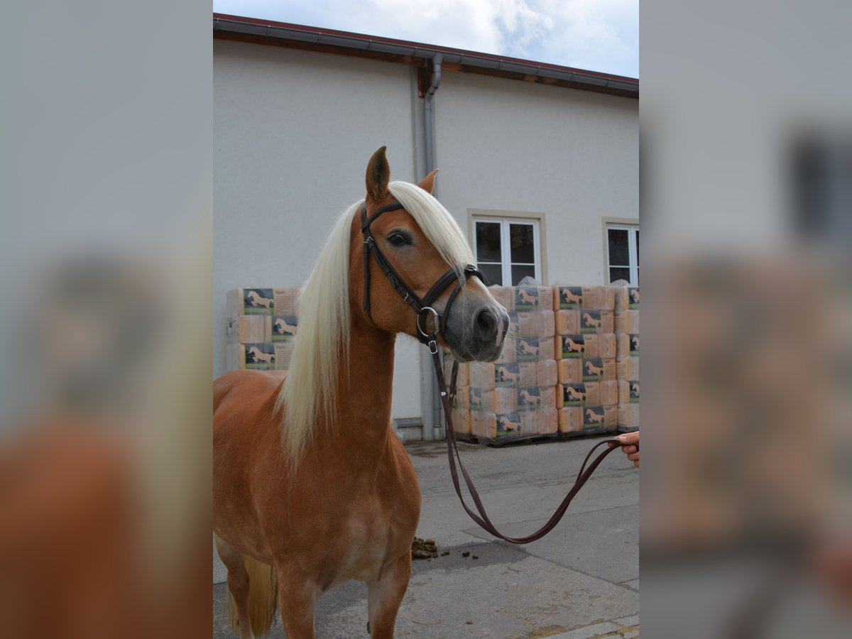 Haflinger Jument 9 Ans 147 cm Alezan in München