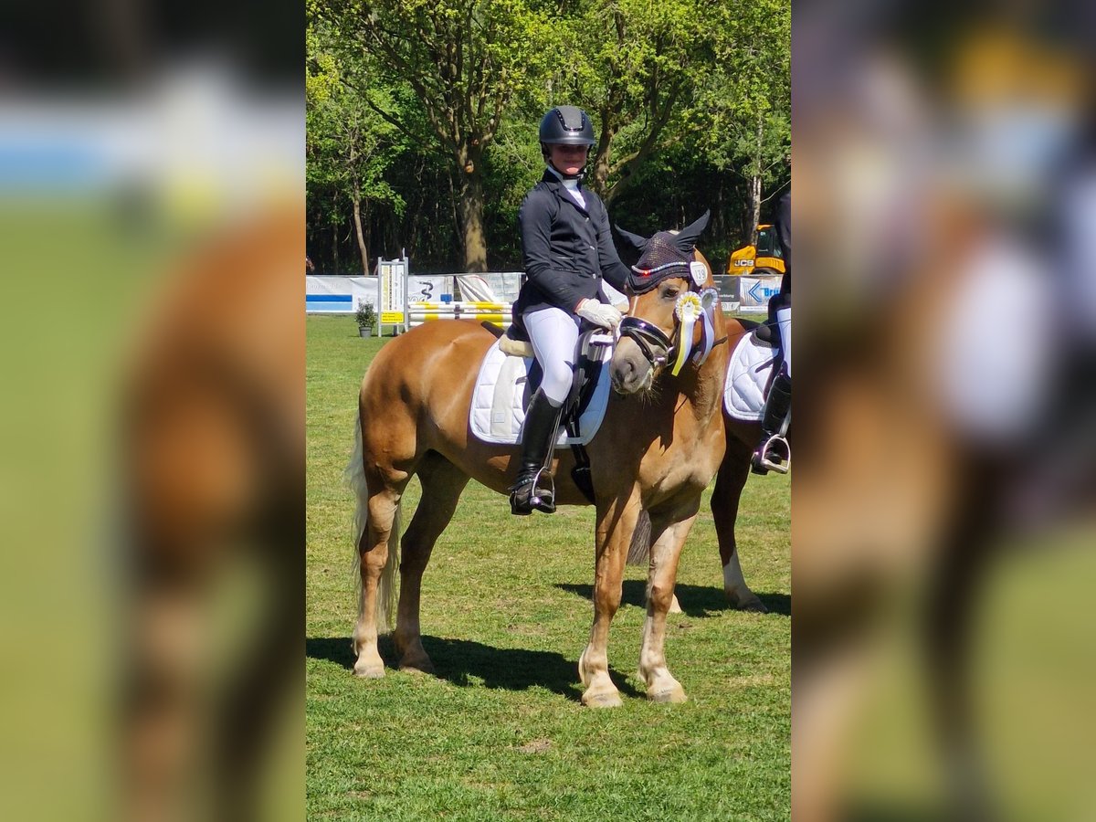 Haflinger Jument 9 Ans 148 cm in Oberlangen