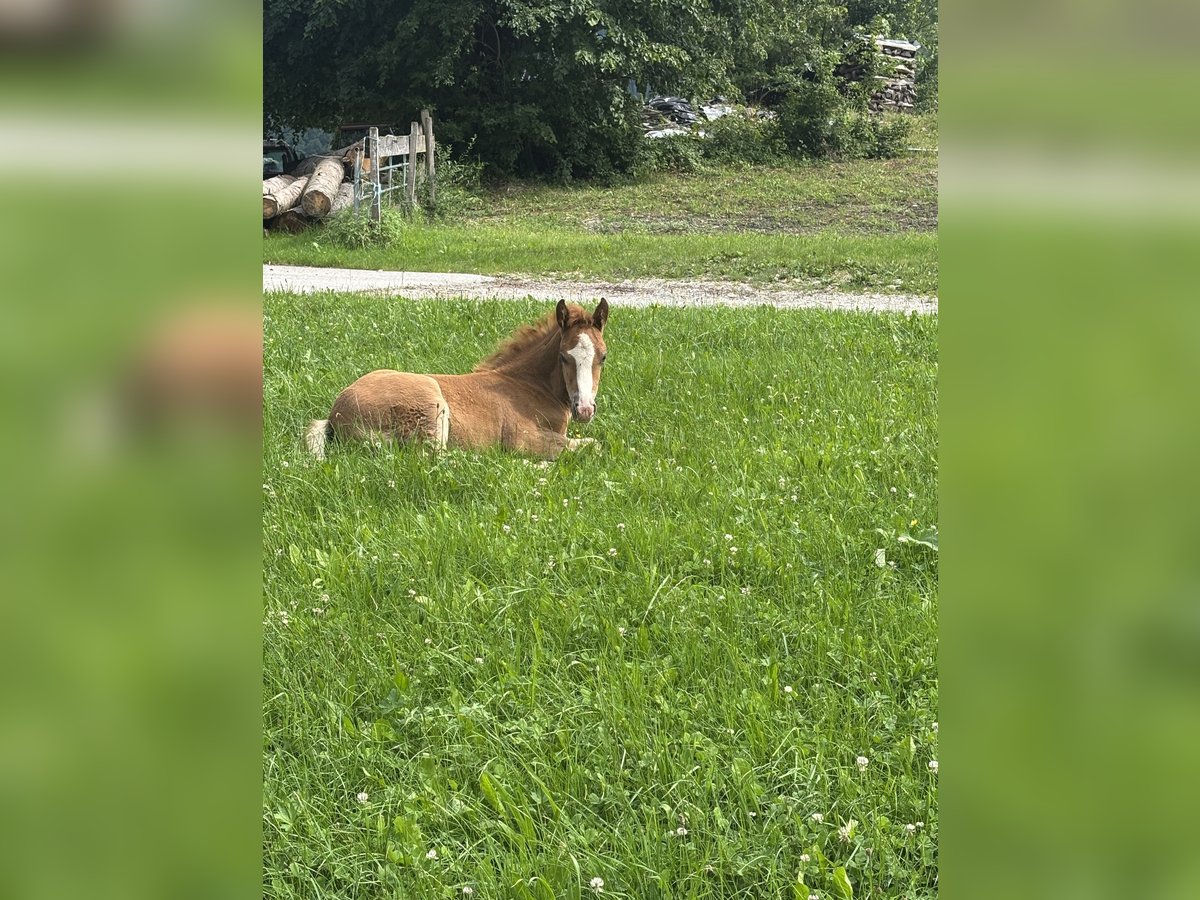 Haflinger Croisé Jument Poulain (05/2025) Alezan brûlé in Gro&#xDF;raming
