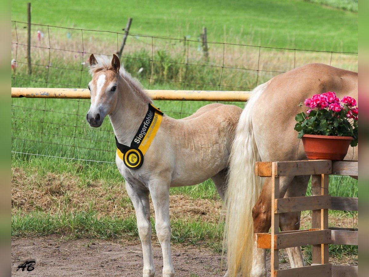 Haflinger Jument Poulain (05/2024) Alezan in Meckenbach