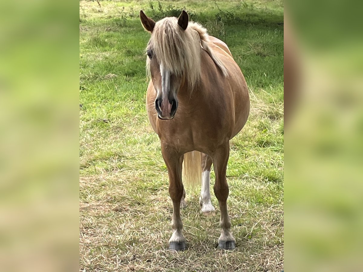 Haflinger Mare 10 years 13,3 hh in Norderstedt