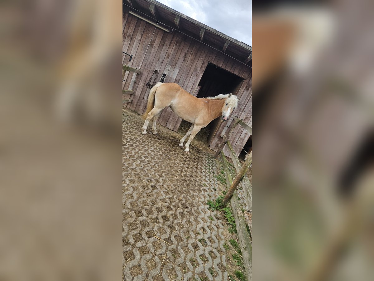 Haflinger Mare 10 years 14,1 hh Chestnut-Red in Düren