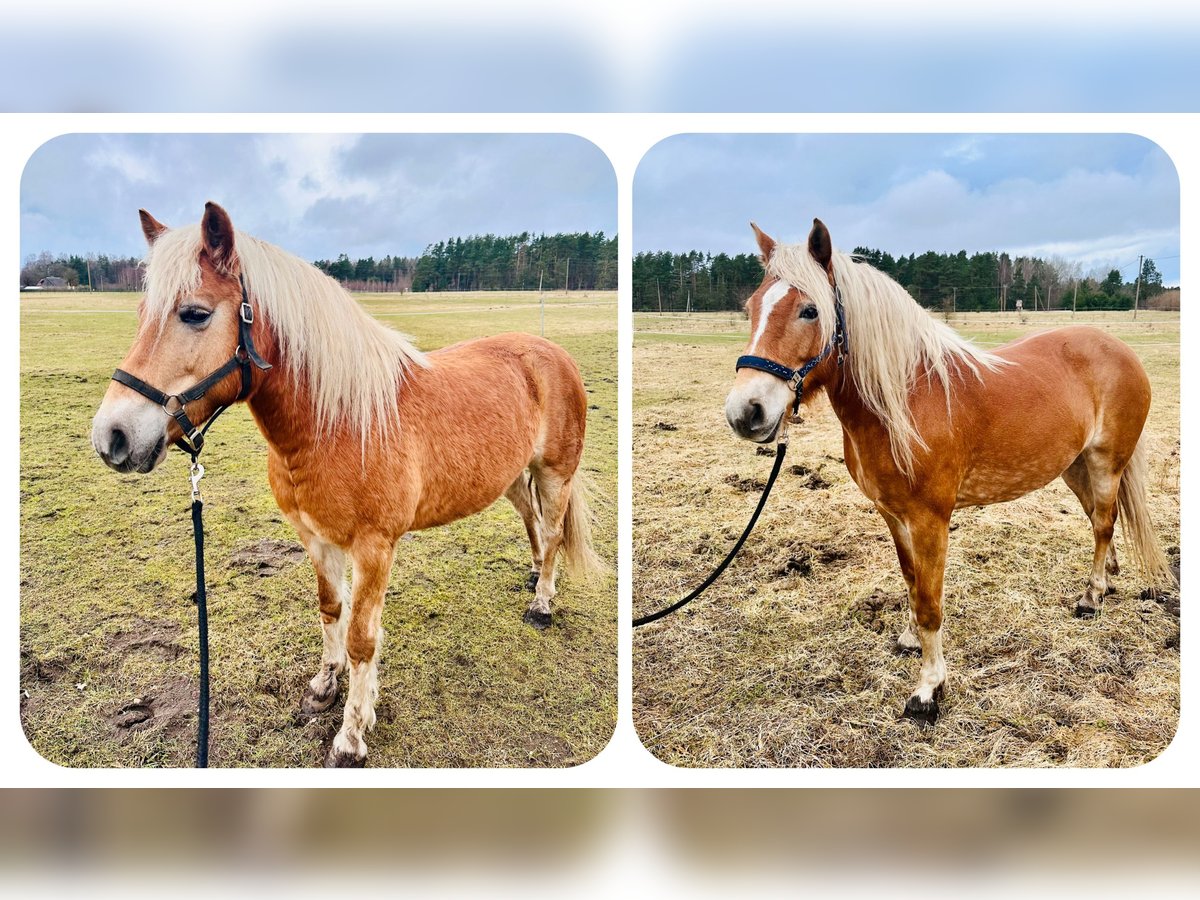Haflinger Mare 10 years 14,2 hh Cremello in Grobiņa