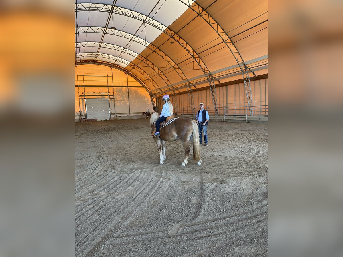 Haflinger Mare 11 years 13,2 hh Chestnut-Red in Bad Rappenau