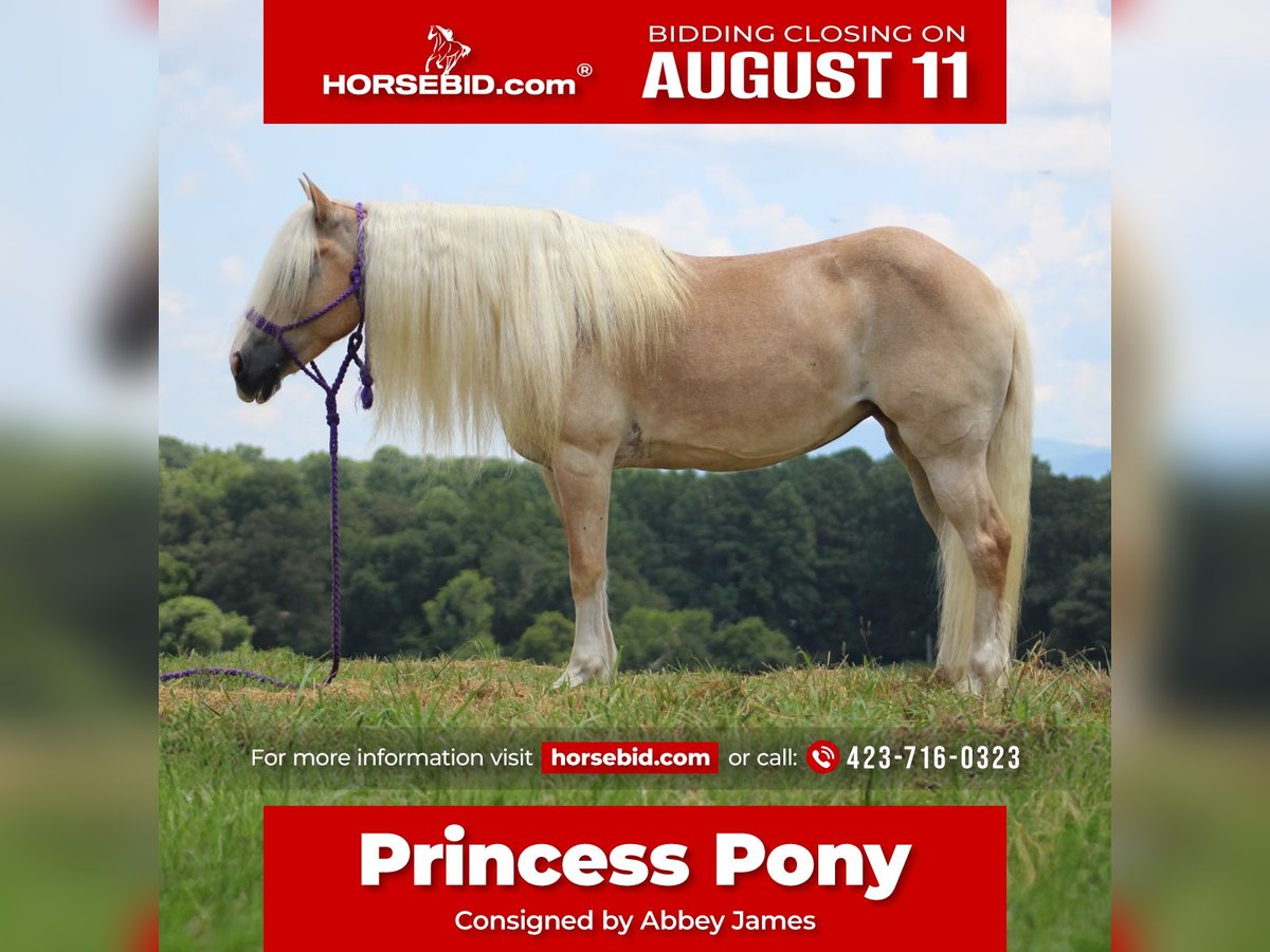 Haflinger Mare 11 years 13,3 hh in Cleveland, TN