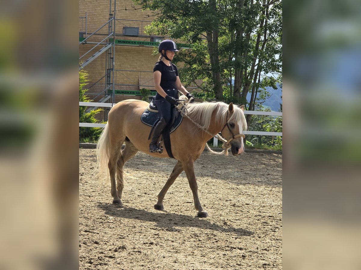 Haflinger Mare 11 years 14,2 hh Palomino in Grub AR