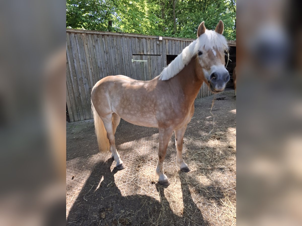 Haflinger Mare 11 years 14,1 hh Chestnut-Red in Lübeck