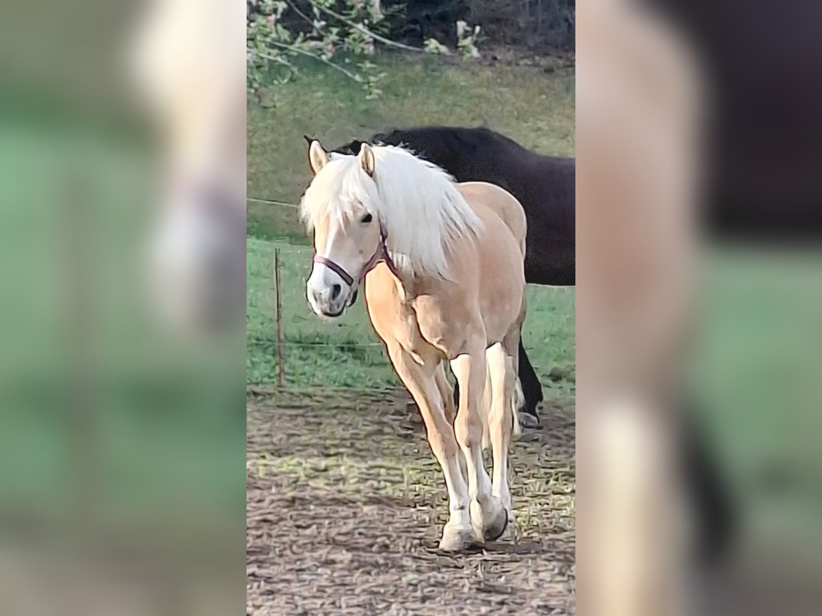 Haflinger Mare 11 years 14,2 hh in Oberdiessbach