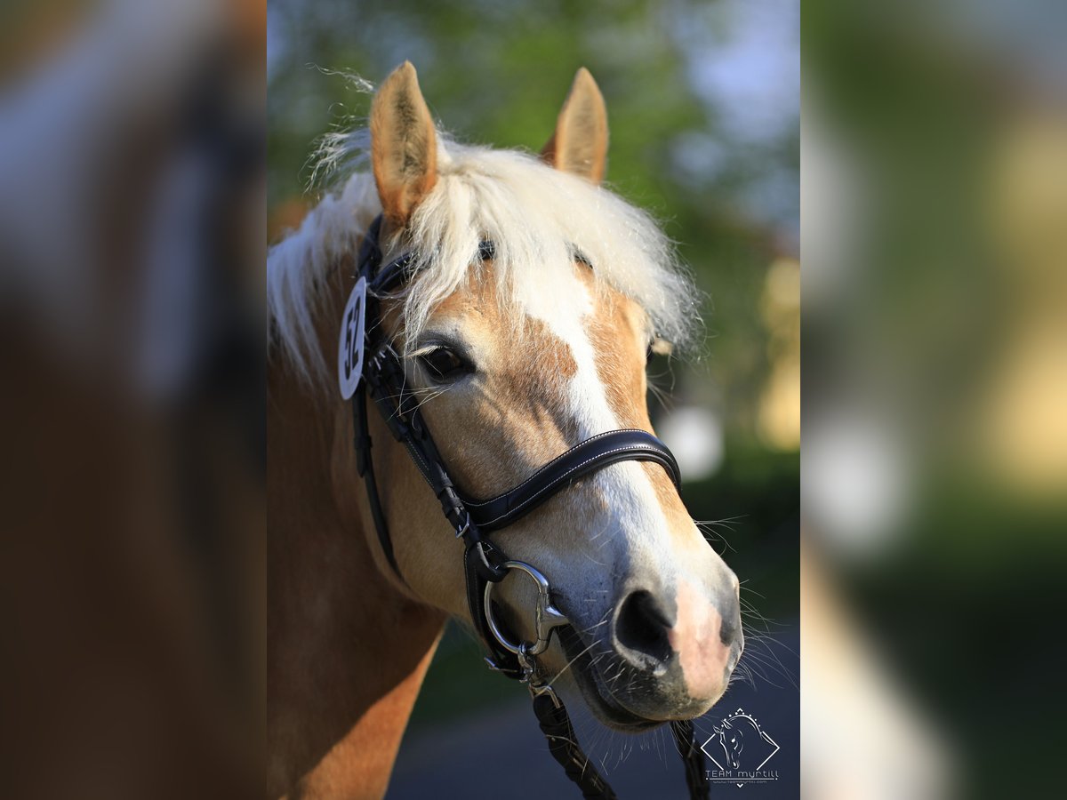 Haflinger Mare 11 years 14,2 hh Chestnut-Red in Waldzell