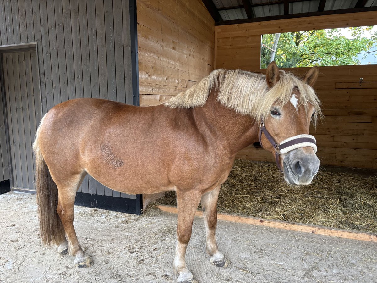 Haflinger Mix Mare 11 years 14,2 hh in Verl