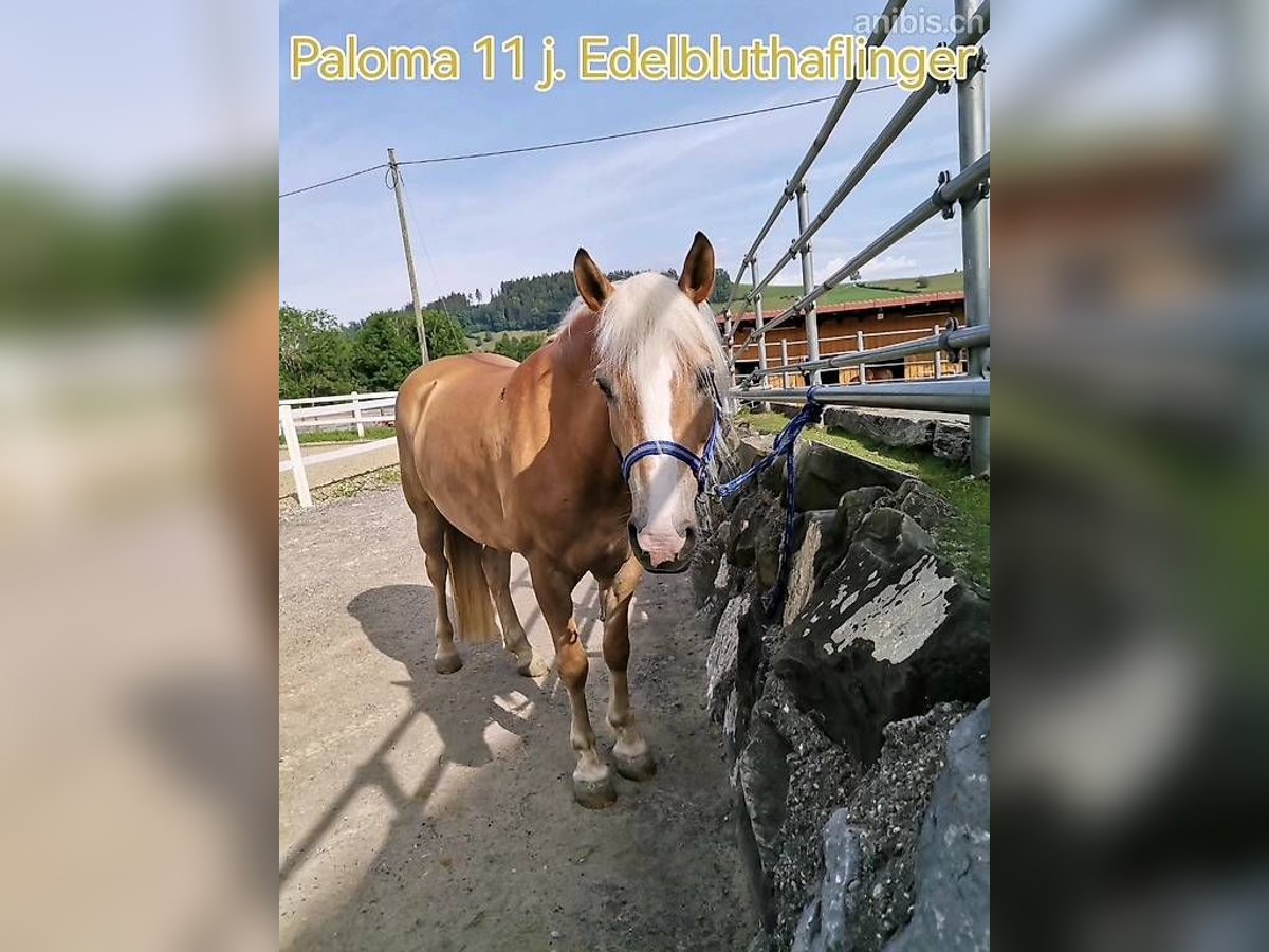 Haflinger Mare 11 years 15 hh Chestnut-Red in Grub AR