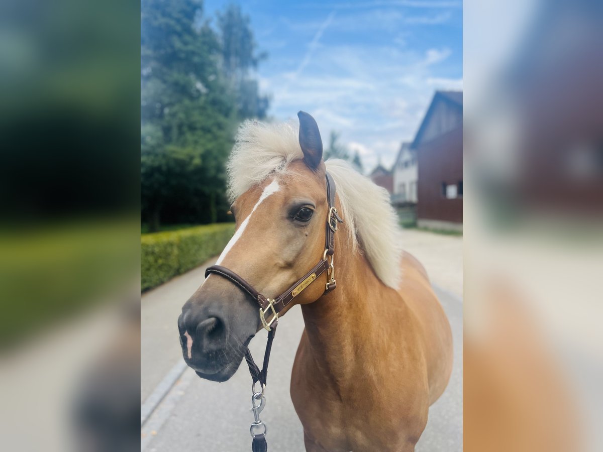 Haflinger Mix Mare 12 years 13,2 hh Palomino in Dietikon