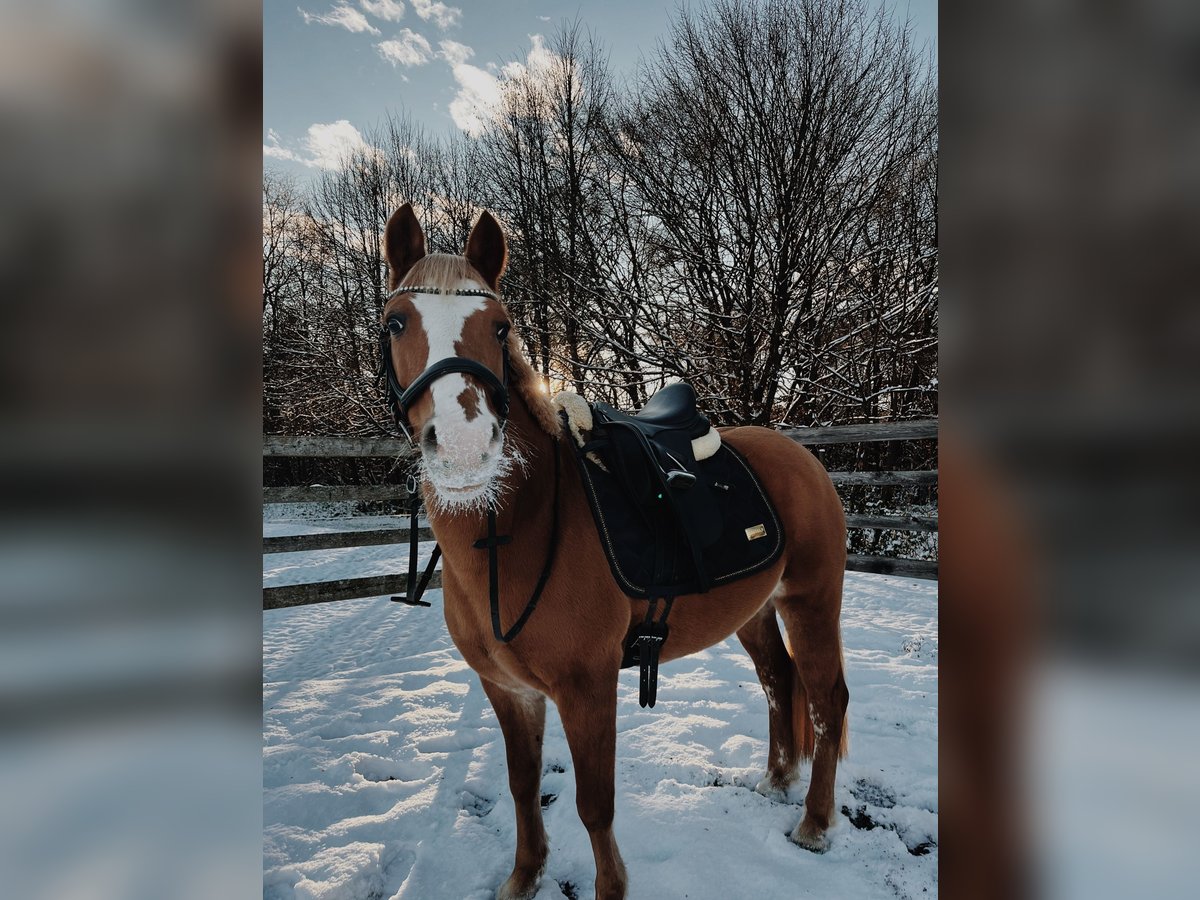 Haflinger Mix Mare 12 years 13,2 hh in M&#xF6;lbling