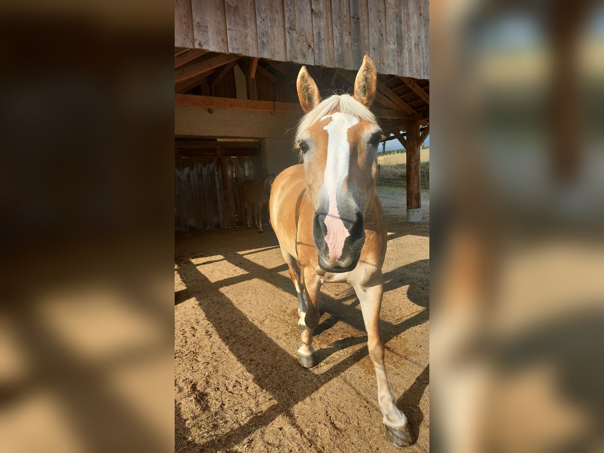 Haflinger Mare 12 years 14,1 hh Chestnut-Red in Amstetten-kollmitzberg