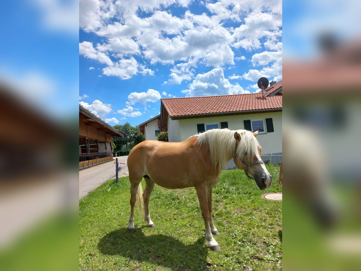 Haflinger Mare 12 years 14,2 hh Chestnut-Red in Weissenbach am Lech