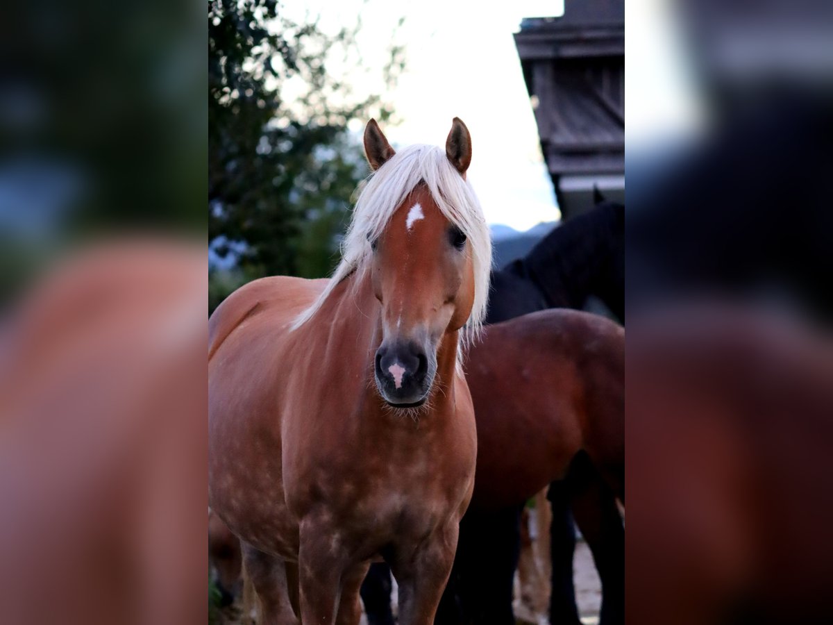 Haflinger Mare 12 years 14,2 hh Chestnut-Red in Kirchbichl