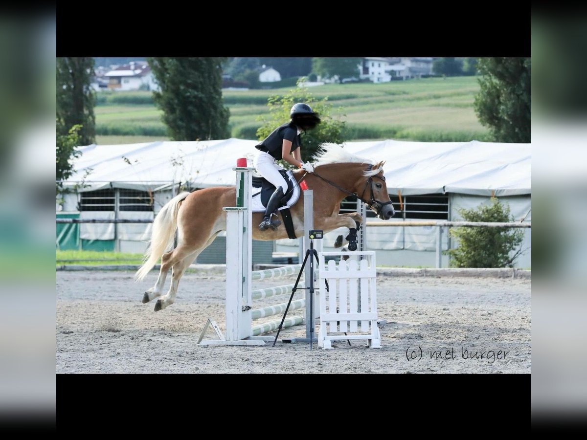 Haflinger Mare 12 years 14,3 hh Chestnut-Red in Bleiburg