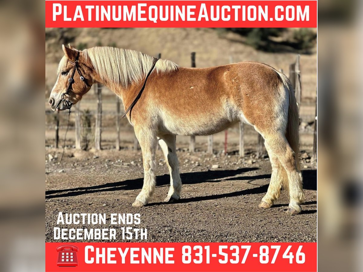 Haflinger Mare 12 years 14,3 hh Chestnut in Bitterwater CA